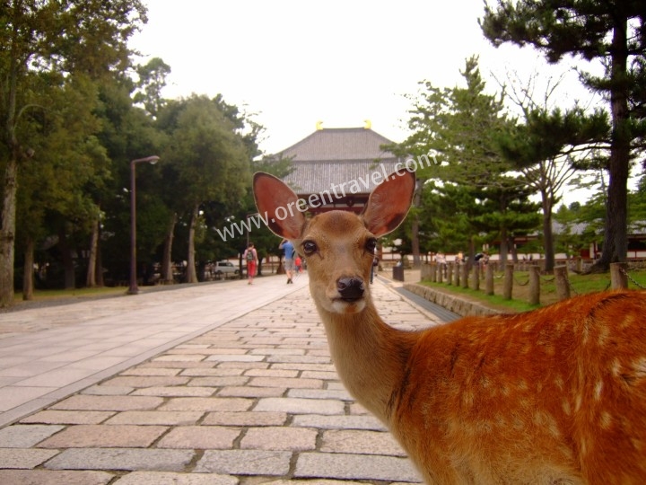 Tour thăm quan Nara vào buổi chiều ORK4
