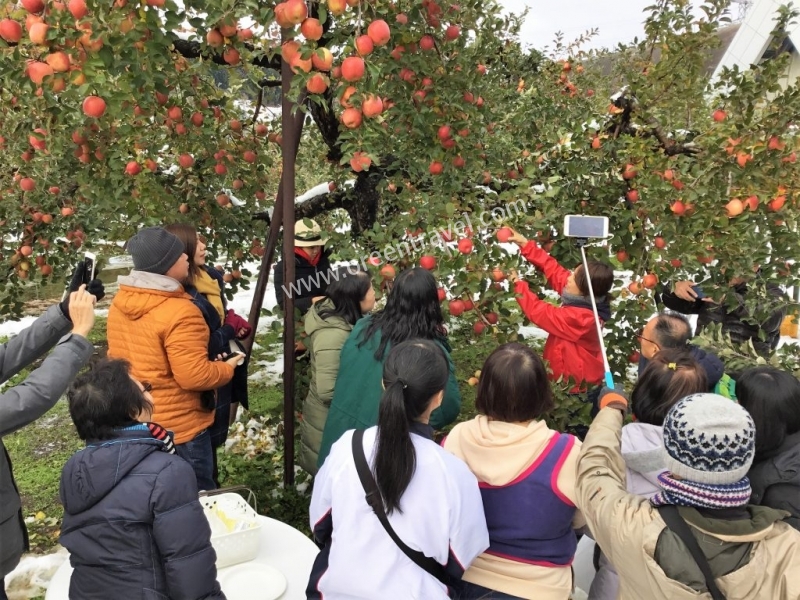 Tour trải nghiệm hái táo tại nông trại ở Nagano (ORNA1)