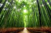 di-dao-giua-rung-tre-arashiyama-chieu-hoang-hon-ork3 - ảnh nhỏ  1